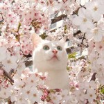 cat_Blossom